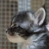 surya-maine-coon-femmina-brown-con-bianco03