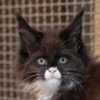 surya-maine-coon-m1-nero-bianco5