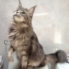 surya-maine-coon-reina-2