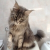 surya-maine-coon-reina-6