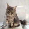 surya-maine-coon-reina-7