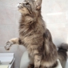 surya-maine-coon-reina-8