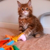 surya-maine-coon-thor-60gg1