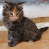 surya-maine-coon-vilma-50giorni2